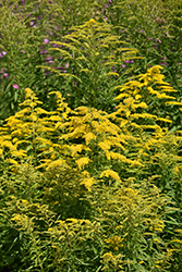 Baby Gold Goldenrod (Solidago canadensis 'Baby Gold') at Lakeshore Garden Centres