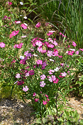 Sweetness Pinks (Dianthus plumarius 'Sweetness') at A Very Successful Garden Center