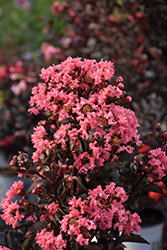 Center Stage Coral Crapemyrtle (Lagerstroemia indica 'SMNLIJ') at Stonegate Gardens