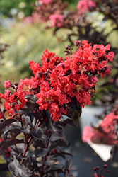 Center Stage Red Crapemyrtle (Lagerstroemia indica 'SMNLCIBF') at Lakeshore Garden Centres