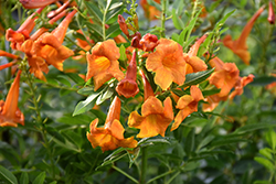 Chicklet Orange Esperanza (Tecoma 'TEC14004') at A Very Successful Garden Center
