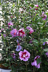 Purple Pillar Rose of Sharon (Hibiscus syriacus 'Gandini Santiago') at Stonegate Gardens