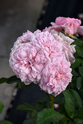 Reminiscent Pink Rose (Rosa 'BOZFRA021') at Lakeshore Garden Centres