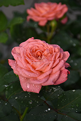 Reminiscent Coral Rose (Rosa 'BOZFRA221') at A Very Successful Garden Center