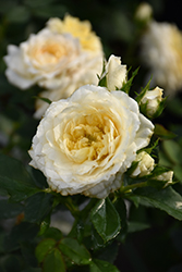 Reminiscent Crema Rose (Rosa 'BOZFRA121') at A Very Successful Garden Center