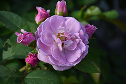 Rise Up Lilac Days Rose (Rosa 'ChewLilacdays') at Lakeshore Garden Centres