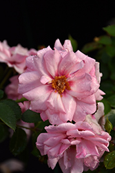 Ringo Double Pink Rose (Rosa 'ChewDelight') at Lakeshore Garden Centres