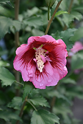 Red Pillar Rose of Sharon (Hibiscus syriacus 'GFNHSRP') at Stonegate Gardens
