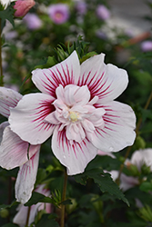 Starburst Chiffon Rose of Sharon (Hibiscus syriacus 'Rwoods6') at Stonegate Gardens