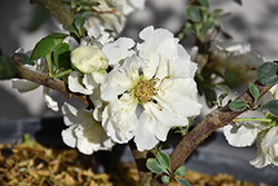 Double Take Eternal White Flowering Quince (Chaenomeles speciosa 'SMNCSDW') at Lakeshore Garden Centres