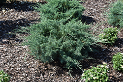 Montana Moss Juniper (Juniperus chinensis 'SMNJCHM') at A Very Successful Garden Center