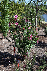 Paraplu Rouge Rose of Sharon (Hibiscus syriacus 'Minsyrou17') at A Very Successful Garden Center
