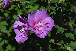 Dark Lavender Chiffon Rose Of Sharon (Hibiscus syriacus 'SMNHSPCL') at Stonegate Gardens