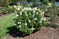 Pinky Winky Prime Hydrangea (Hydrangea paniculata 'ILVOHPPRM') at A Very Successful Garden Center