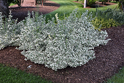 White Album Wintercreeper (Euonymus fortunei 'Alban') at A Very Successful Garden Center