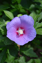 Paraplu Adorned Rose of Sharon (Hibiscus syriacus 'Minpapan1') at A Very Successful Garden Center