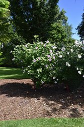 Paraplu Adorned Rose of Sharon (Hibiscus syriacus 'Minpapan1') at A Very Successful Garden Center