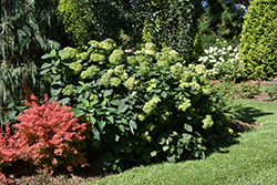 Invincibelle Sublime Smooth Hydrangea (Hydrangea arborescens 'SMNHRL') at A Very Successful Garden Center