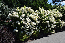 Zinfin Doll Hydrangea (Hydrangea paniculata 'SMNHPRZEP') at A Very Successful Garden Center