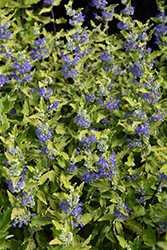 Sunshine Blue II Caryopteris (Caryopteris incana 'SMNCVH') at Stonegate Gardens