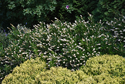 Vanilla Spice Summersweet (Clethra alnifolia 'Caleb') at Lakeshore Garden Centres