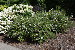 Happy Face White Potentilla (Potentilla fruticosa 'White Lady') at Stonegate Gardens