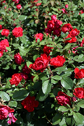 Oso Easy Double Red Rose (Rosa 'Meipeporia') at A Very Successful Garden Center