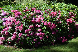 Let's Dance Arriba! Hydrangea (Hydrangea 'SMNHSC') at A Very Successful Garden Center