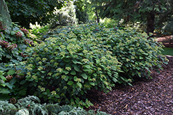Invincibelle Lace Hydrangea (Hydrangea arborescens 'SMNHRLL') at Stonegate Gardens
