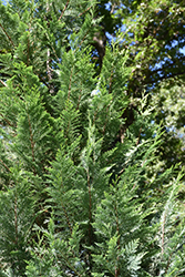 Pinpoint Blue & Gold Lawson Falsecypress (Chamaecyparis lawsoniana 'SMNCLGTB') at A Very Successful Garden Center