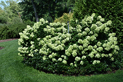 Little Lime Hydrangea (Hydrangea paniculata 'Jane') at A Very Successful Garden Center