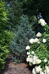 Aquavita Redcedar (Juniperus virginiana 'FARROWJVBF') at Stonegate Gardens