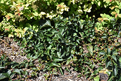 Rose Sensation Hydrangea Vine (Schizophragma hydrangeoides 'Minsens') at Lakeshore Garden Centres