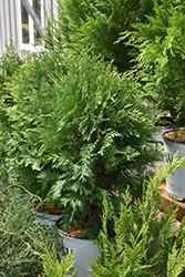 Cheer Drops Arborvitae (Thuja occidentalis 'SMNTDGT') at A Very Successful Garden Center