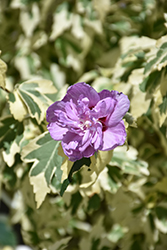 Sugar Tip Gold Rose of Sharon (Hibiscus syriacus 'THEISSHSSTL') at Lakeshore Garden Centres