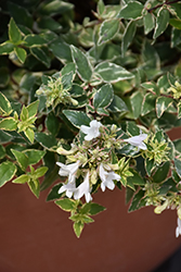 Mucho Gusto Abelia (Abelia x grandiflora 'Muabd') at Stonegate Gardens