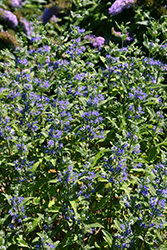 Beekeeper Caryopteris (Caryopteris x clandonensis 'Minigold') at A Very Successful Garden Center
