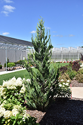 Pinpoint Blue & Gold Lawson Falsecypress (Chamaecyparis lawsoniana 'SMNCLGTB') at A Very Successful Garden Center