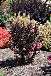 Center Stage Coral Crapemyrtle (Lagerstroemia indica 'SMNLIJ') at Stonegate Gardens