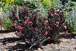 Center Stage Pink Crapemyrtle (Lagerstroemia indica 'SMNLIG') at A Very Successful Garden Center