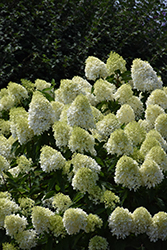 Limelight Prime Hydrangea (Hydrangea paniculata 'SMNHPPH') at Stonegate Gardens