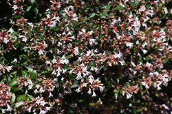 Glossy Abelia (Abelia x grandiflora) at Lakeshore Garden Centres