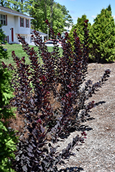Winecraft Black Smokebush (Cotinus coggygria 'NCCO1') at A Very Successful Garden Center