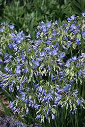 Little Galaxy Agapanthus (Agapanthus 'Little Galaxy') at A Very Successful Garden Center