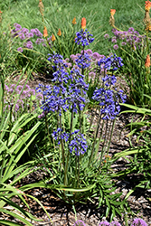 Little Galaxy Agapanthus (Agapanthus 'Little Galaxy') at A Very Successful Garden Center