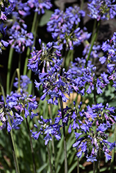 Little Blue Fountain Agapanthus (Agapanthus 'Brilliant Blue') at A Very Successful Garden Center