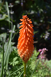 Poker Face Torchlily (Kniphofia 'Poker Face') at A Very Successful Garden Center