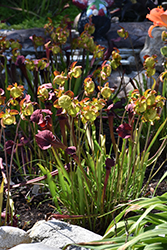 Conversation Piece Pitcher Plant (Sarracenia x moorei 'Conversation Piece') at Stonegate Gardens