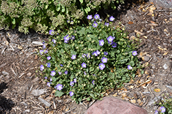 Mini Marvels Twilight Bellflower (Campanula carpatica 'Twilight') at A Very Successful Garden Center