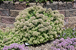 Powderpuff Stonecrop (Sedum 'Powderpuff') at A Very Successful Garden Center